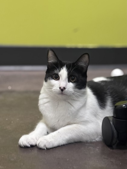 Small black and white Domestic Shorthair mix kitten | Ponyo