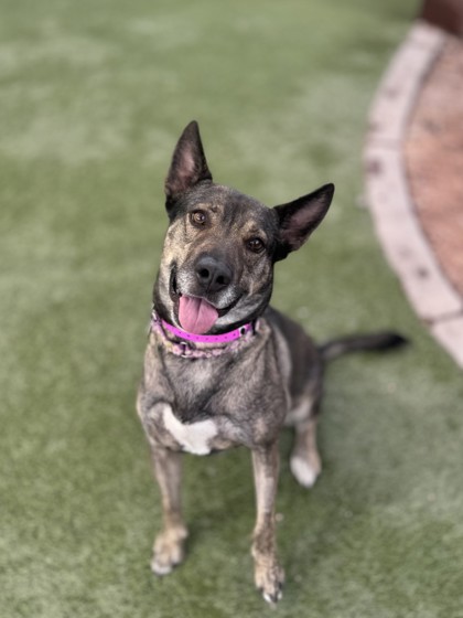 Medium brown and black German Shepherd mix dog | Sheila