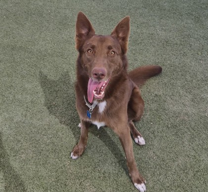 Large chocolate and white Australian Kelpie mix dog | River