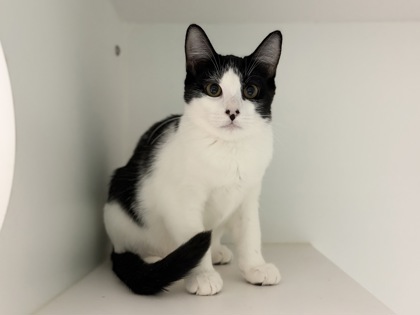 Small black and white Domestic Shorthair mix kitten | Ponyo