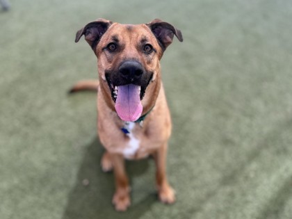 Large brown and black German Shepherd mix dog | Finlee