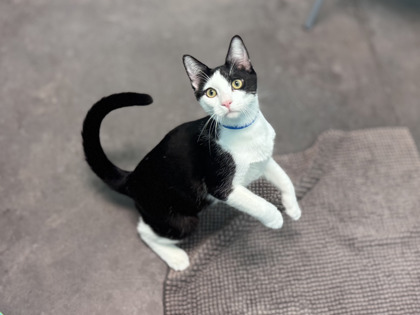 Small black and white Domestic Shorthair mix kitten | Esteban