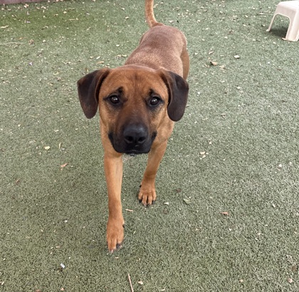 Brown dog walking on green artificial turf | Tipton