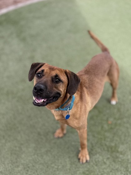 Large brown and black German Shepherd mix dog | Tipton