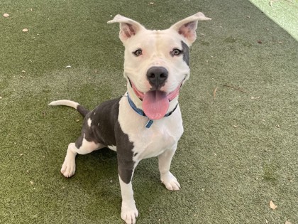 Large grey and white American Pit Bull Terrier mix dog | Will.I.Am