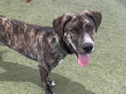 Medium brindle and white Labrador Retriever mix puppy | Umbreon