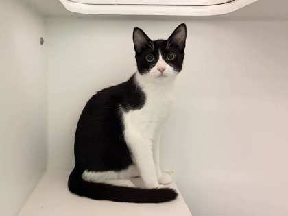 Small black and white Domestic Shorthair mix kitten | Arrietty