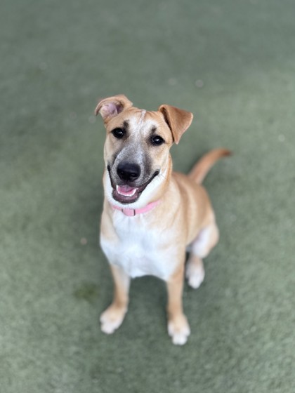 Medium tan and white Australian Cattle Dog mix puppy | Fizzleboop