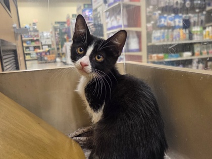 Black and white kitten looking intently from a metal shelf | Bandit