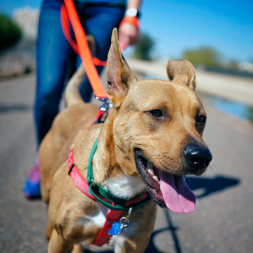 A tan dog with a red harness pulls ahead on an orange leash along a paved path, tongue out