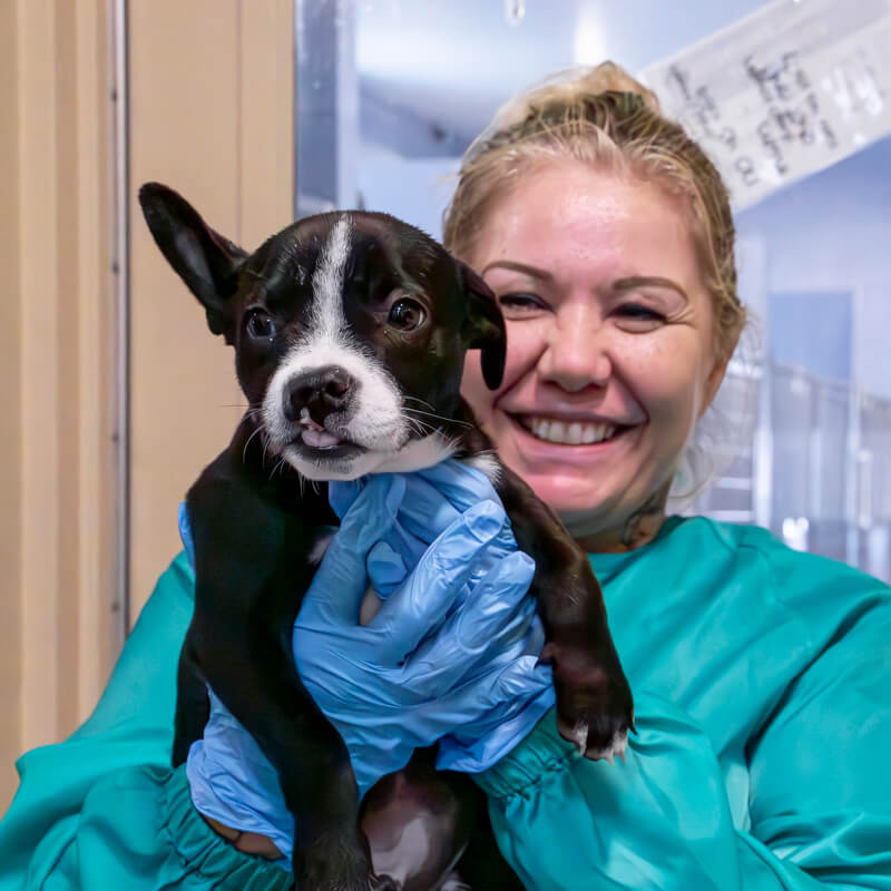 A smiling AAWL veterinary staff member in teal scrubs and blue exam gloves holds a black-and-white puppy in the clinic