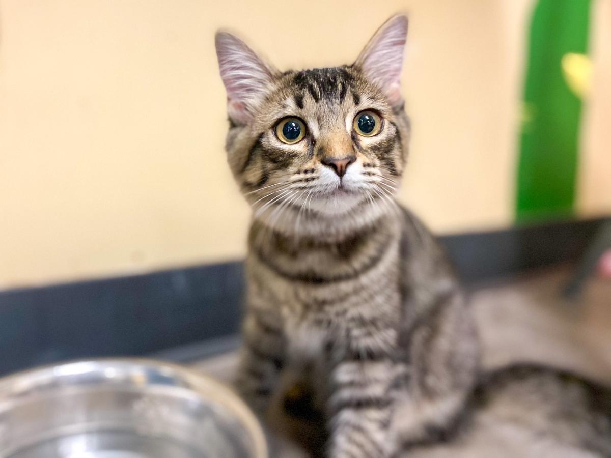 A brown tabby kitten sits and looks directly at the camera indoors.