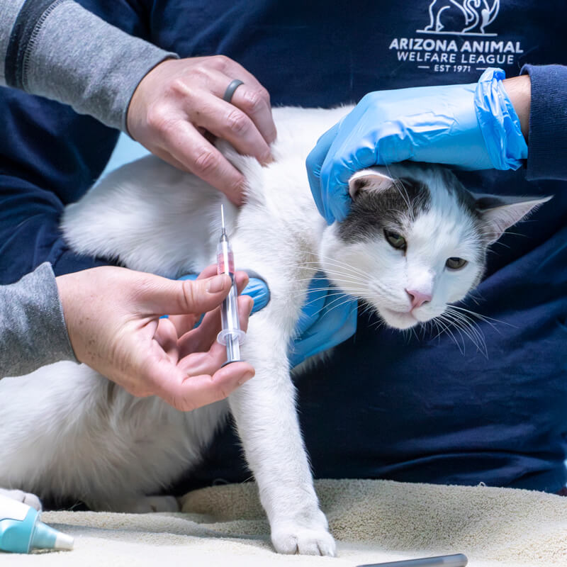 Personal veterinario con guantes azules aplica una inyección a un gato gris y blanco sujetado por un colega