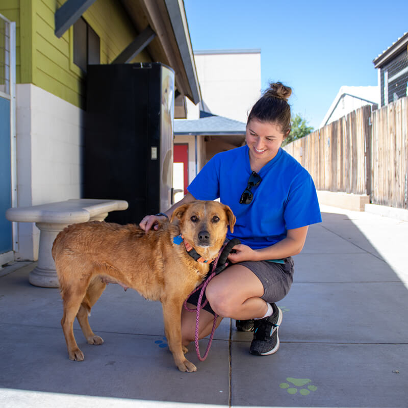 A shelter staff member in a blue shirt kneels beside a tan senior dog on a leash outdoors