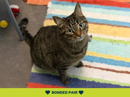 Gray and brown tabby cat sitting on a colorful rug | Larissa