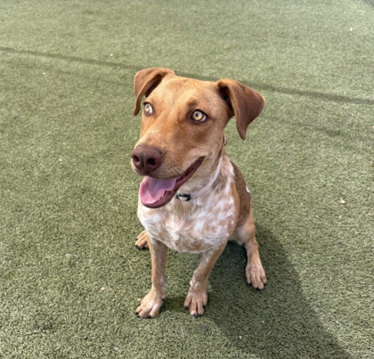 Medium red and brown Australian Cattle Dog | Yippee