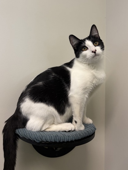 Small black and white Domestic Shorthair mix kitten | Ponyo