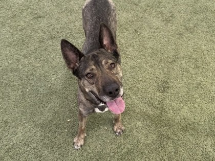 Medium brown and black German Shepherd mix dog | Sheila