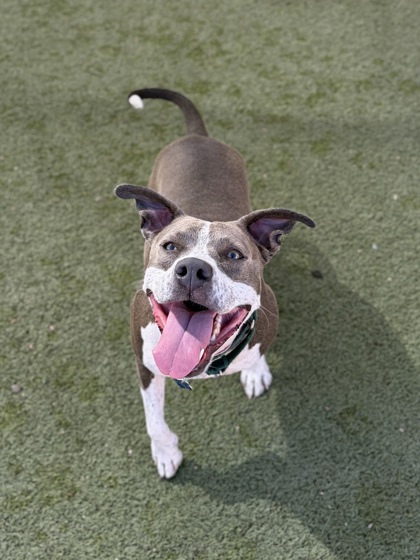 Medium grey and white Pit Bull Terrier mix dog | Katie