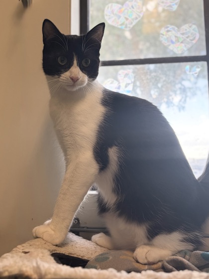 Small black and white Domestic Shorthair mix kitten | Arrietty