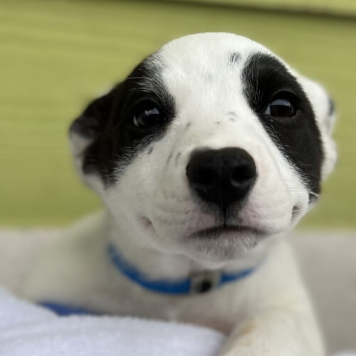 A black and white puppy with a blue collar looks up from a blanket against a green wall