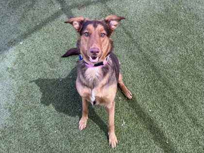 Brown and tan dog sitting on artificial turf | Winslow