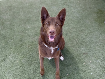 Large chocolate and white Australian Kelpie mix dog | River