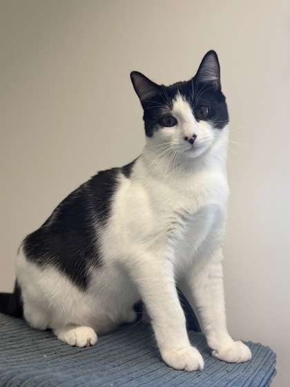 Small black and white Domestic Shorthair mix kitten | Ponyo