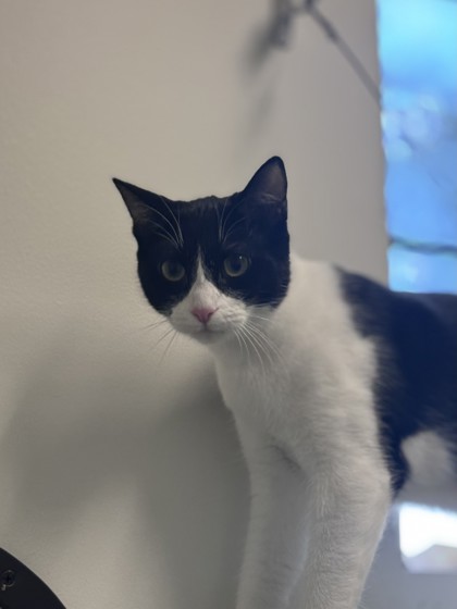 Small black and white Domestic Shorthair mix kitten | Arrietty