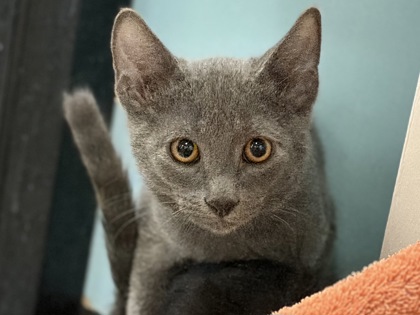 Gray kitten looking directly at the camera | Luke