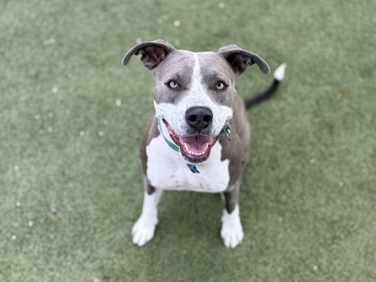 Medium grey and white Pit Bull Terrier mix dog | Katie