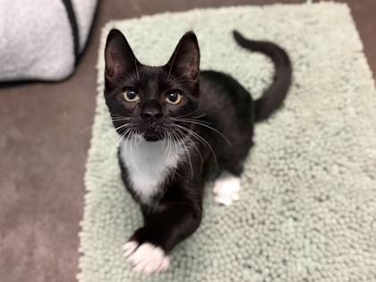 Small black and white Domestic Shorthair mix kitten | Mojo