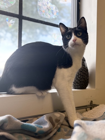 Small black and white Domestic Shorthair mix kitten | Arrietty
