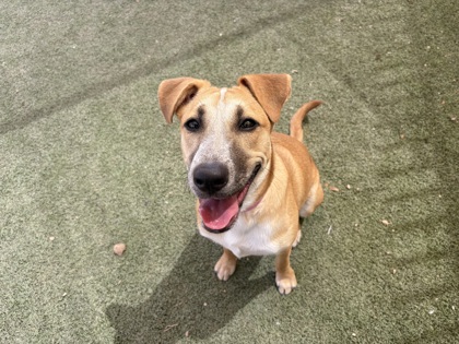 Medium tan and white Australian Cattle Dog mix puppy | Fizzleboop