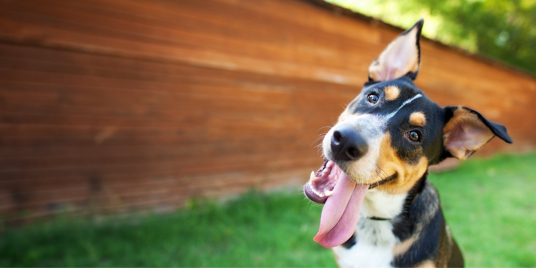 Close-up of a happy tricolor dog with ears perked and tongue out in a grassy yard.