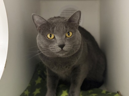 Large grey Domestic Shorthair mix cat | Snorlax