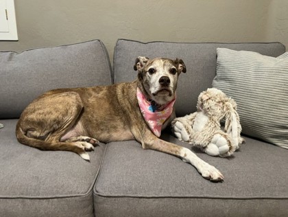 Large brown and white Catahoula Leopard dog mix | Tuna