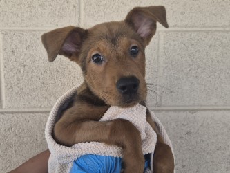 Small black and brown Australian Cattle Dog mix puppy | Woofie Goldberg