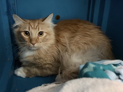 Medium orange and white Domestic Longhair mix kitten | Pumbaa