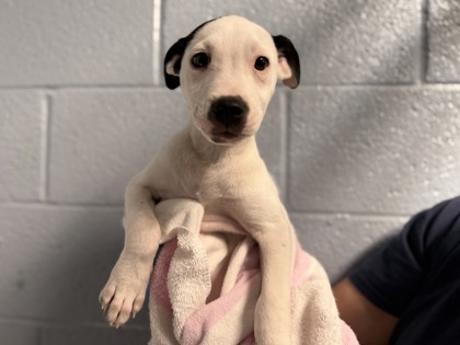 Small white and black Border Collie mix puppy | Tabby