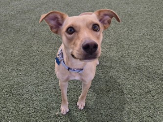 Medium blond Short Coat Chihuahua dog | Showtime
