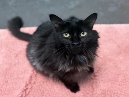 Black cat sitting on a pink blanket | Charmaine