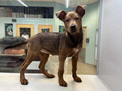 Small black and brown Australian Cattle Dog mix puppy | Woofie Goldberg