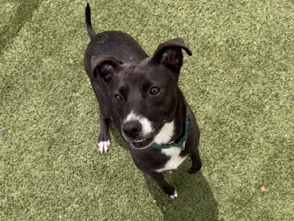 Medium black and white American Staffordshire Terrier mix dog | Eve