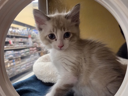 Small lynx Siamese mix kitten | Marshal