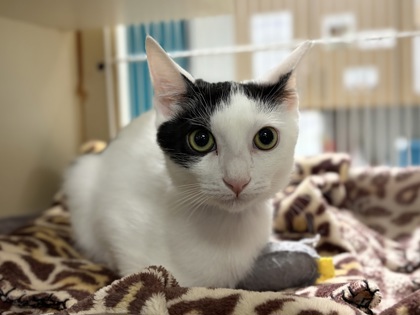 Small white and black Domestic Shorthair mix kitten | Capybara