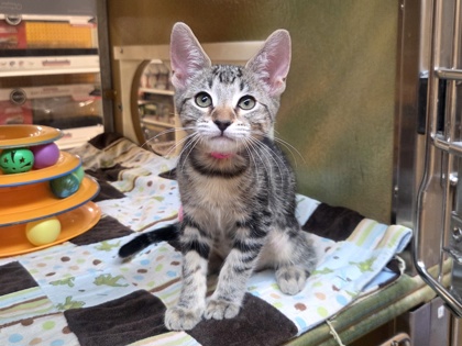 Small brown Domestic Shorthair mix kitten | Georgina
