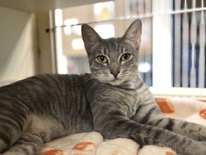 Medium grey Domestic Shorthair mix cat | Granny Smith