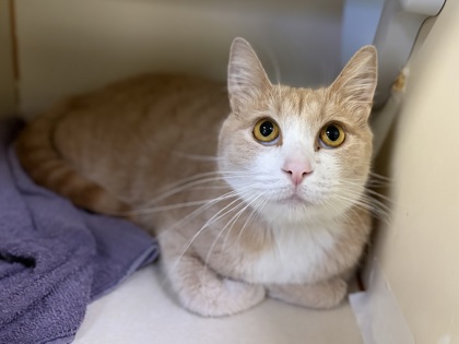 Large cream and white Domestic Shorthair mix cat | Hibiscus