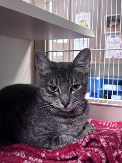 Medium grey Domestic Shorthair mix cat | Granny Smith
